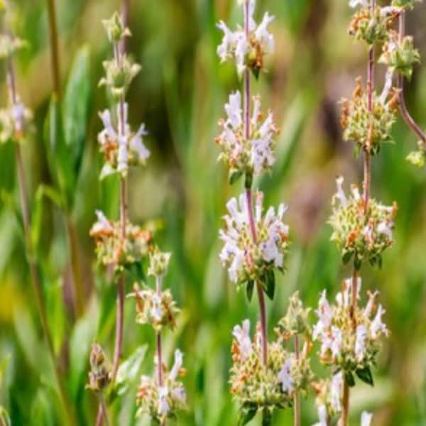 Salvia Mellifera Black Sage Plant One Gallon