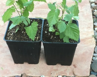 4 Apache Blackberry Plants
