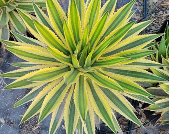 Agave lophantha Quadricolor Plant One Gallon Size