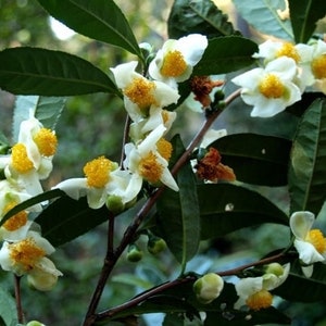 Green Tea Plant Large Leaf Tea Camellia sinensis