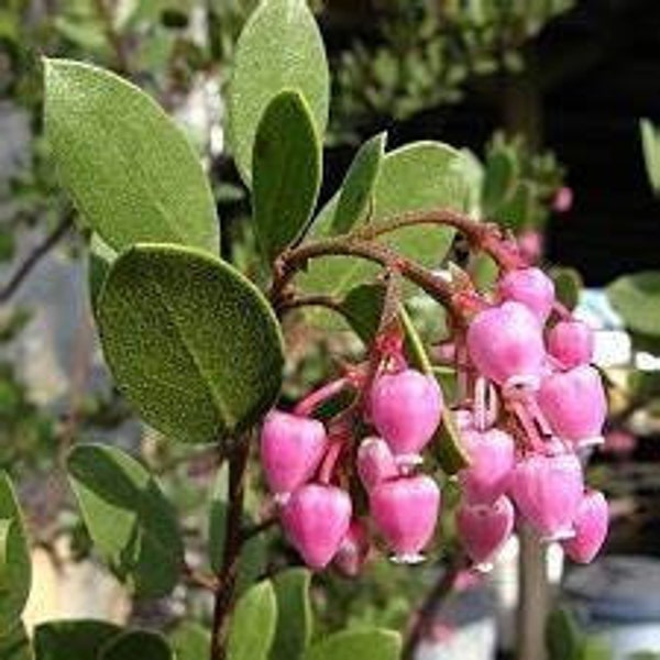 Arctostaphylos edmundsii 'Carmel Sur' Manzanita Tree