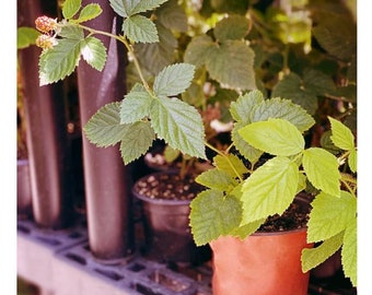 Navajo Thornless Blackberry Plant