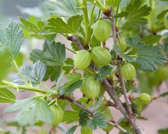 Pixwell Gooseberry Plant