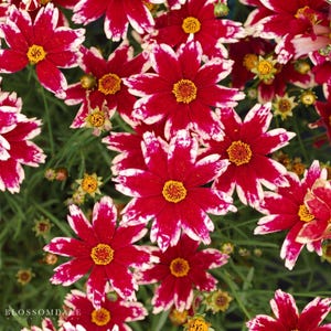 Coreopsis 'Ruby Frost'