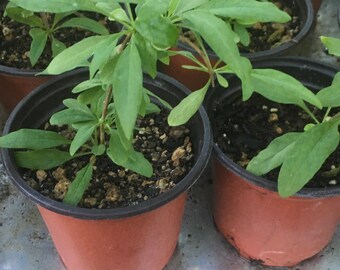 Four Goji Berry  (Lycium Barbarum) Plants