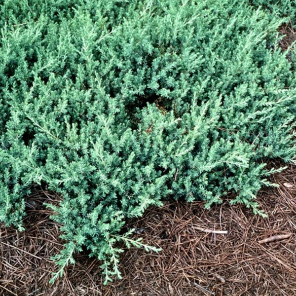 Junipers Conferta Shore Juniper One Gallon Size