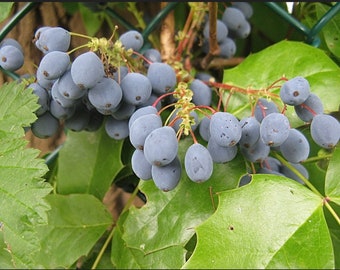 Oregon Grape MAHONIA REPENS Plant 1 Gallon Size