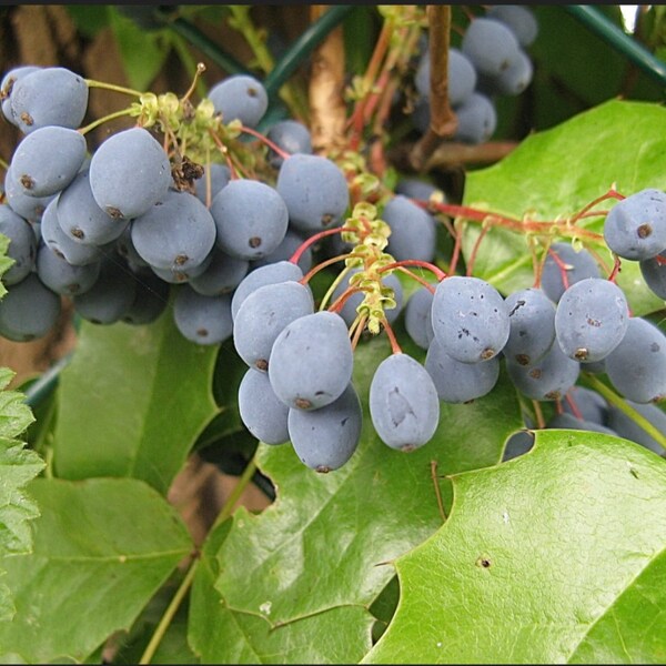 Oregon Grape MAHONIA REPENS Plant 1 Gallon Size