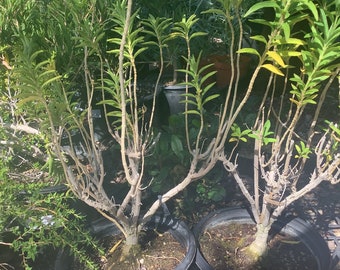 1 Lion's Tail Leonotis leonurus Plant One Gallon