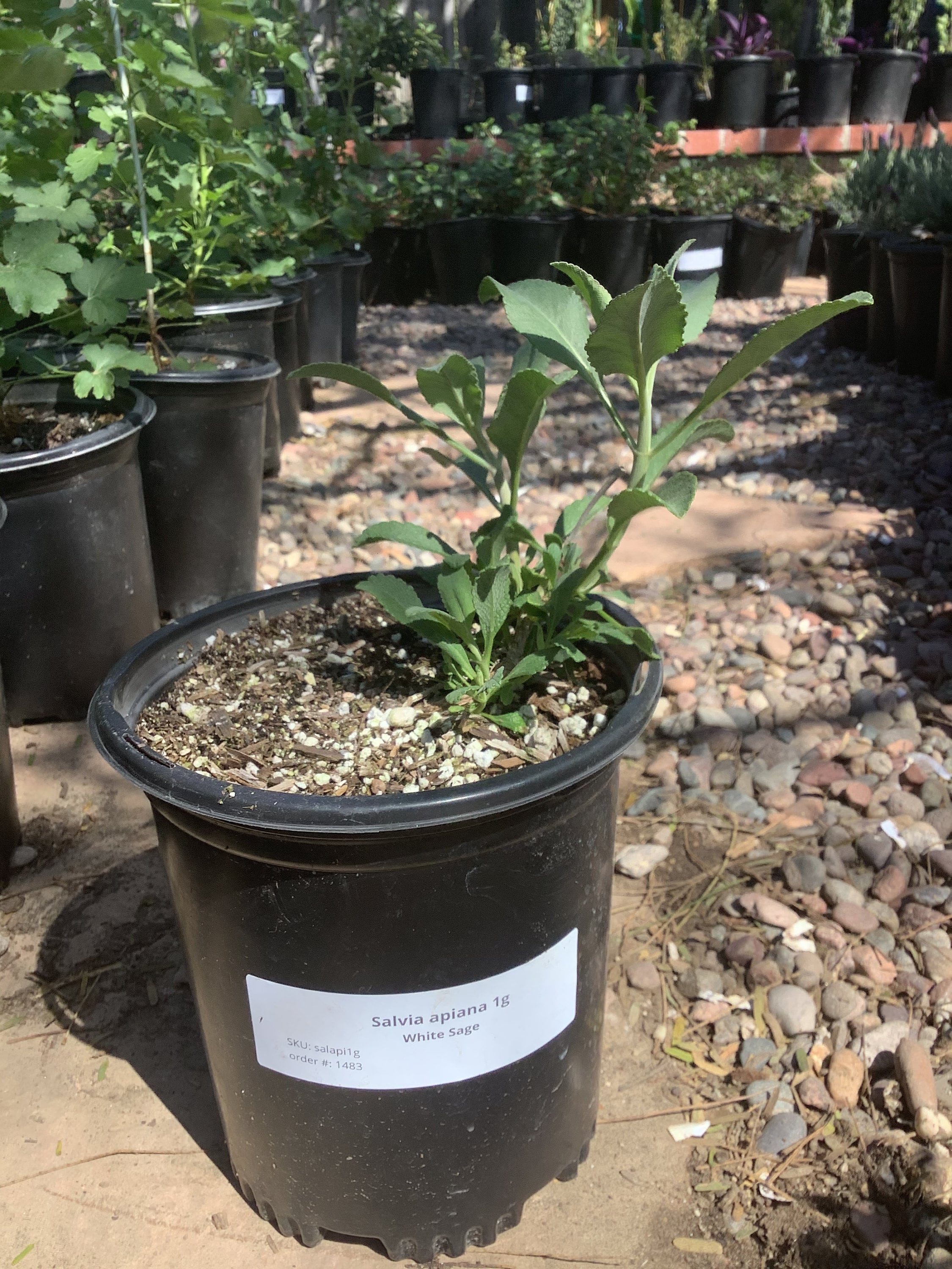  Planta de salvia blanca SALVIA APIANA Maceta de 1 galón Planta  nativa viva de California : Patio, Césped y Jardín