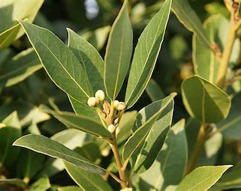 Bay Leaf Laurus nobilis Bay Laurel Sweet Bay Tree One Gallon