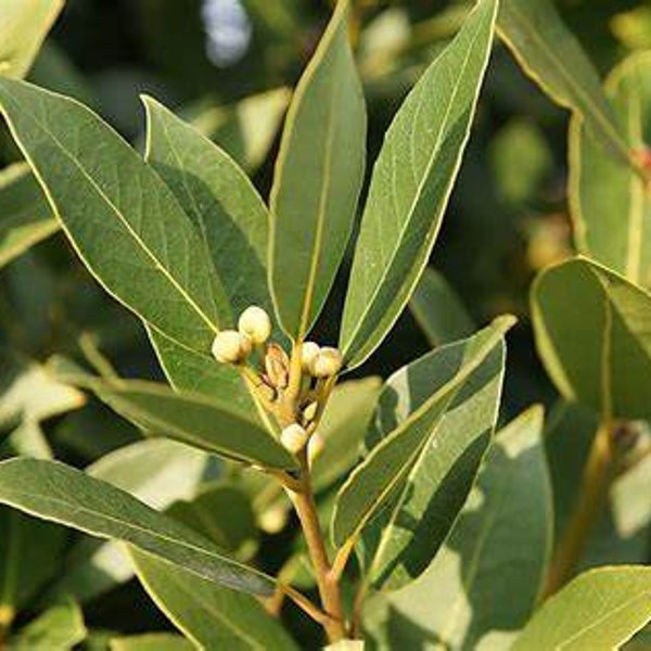 Bay Leaf Laurus nobilis Bay Laurel Sweet Bay Tree One Gallon