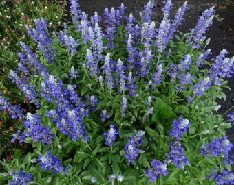 Salvia Farinacea Victoria Blue Mealy Cup Sage Plant One Gallon