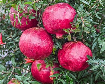 Red ‘Wonderful’ Pomegranate Plant Large 5 Gallon Size