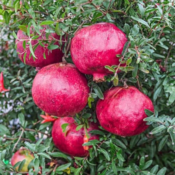 Red ‘Wonderful’ Pomegranate Plant Large 5 Gallon Size