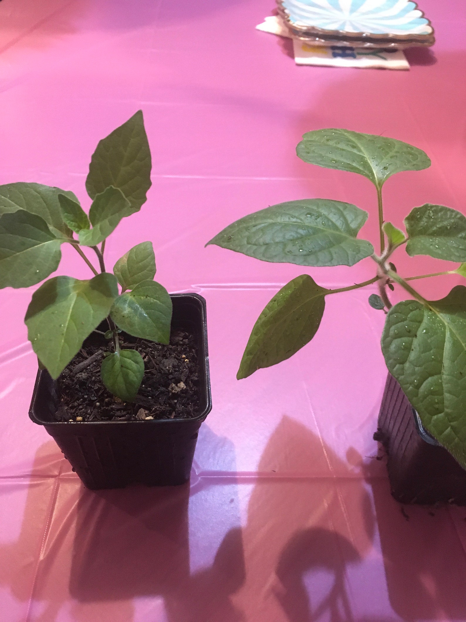 One Rooted Golden Berry Plant Etsy