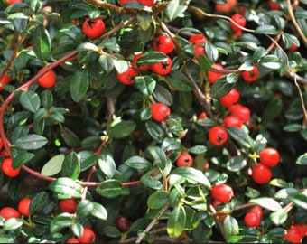 Coral Beauty Cotoneaster Plant One Gallon Size