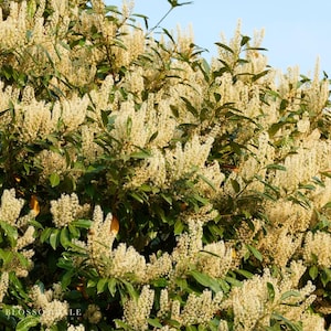 Carolina Cherry Laurel