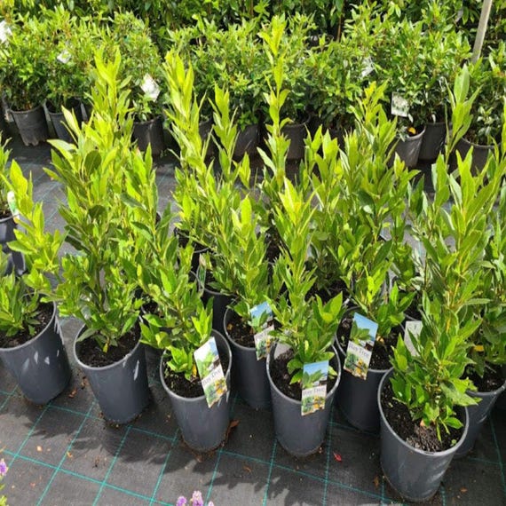 Sweet Bay Laurel Plant (Laurus Nobilis) – Live Herb Tree, 8-10 Inches Tall