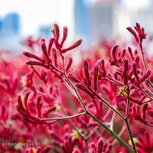 The &#39;Big Red&#39; Red Kangaroo Paw