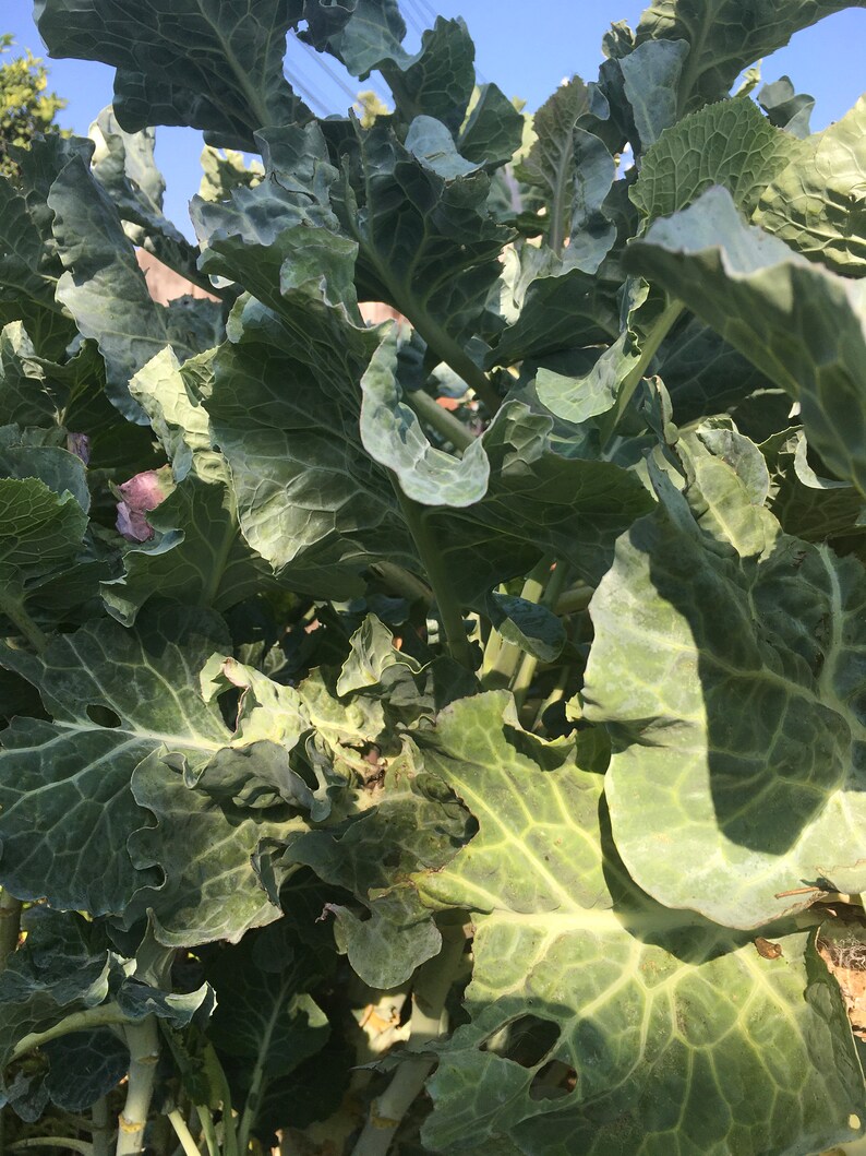 Three Fresh Perennial Green Tree Collard Cuttings Etsy