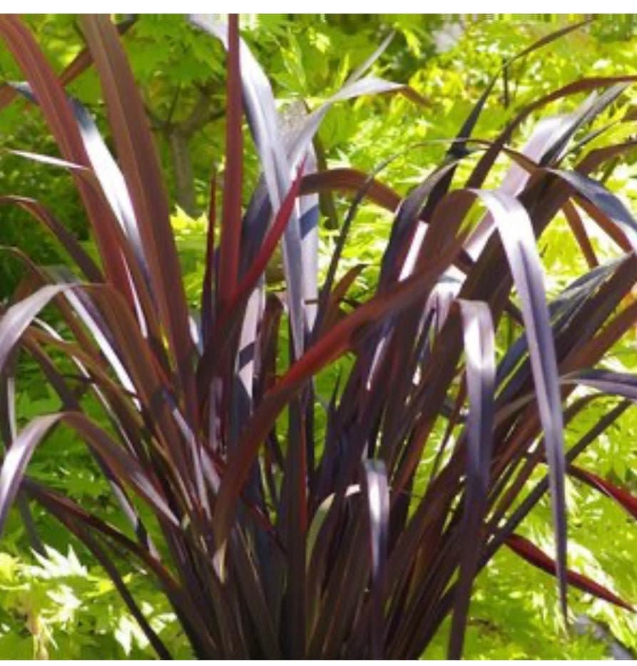 Phormium Tenax Amazing Red New Zealand Flax Plant One Gallon