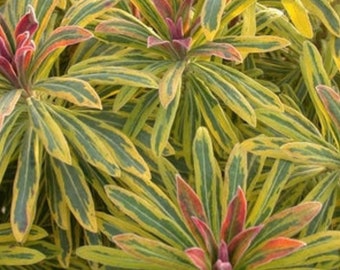 Ascot Rainbow Spurge Euphorbia x martinii 'Ascot Rainbow' Plant