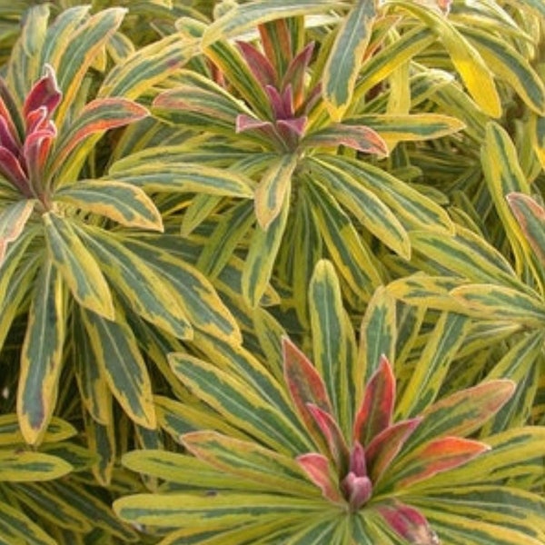 Ascot Rainbow Spurge Euphorbia x martinii 'Ascot Rainbow' Plant