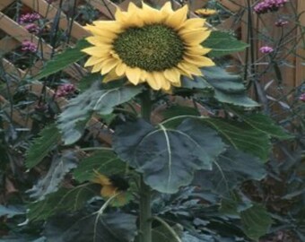 Helianthus Annuus Sunflower Plant