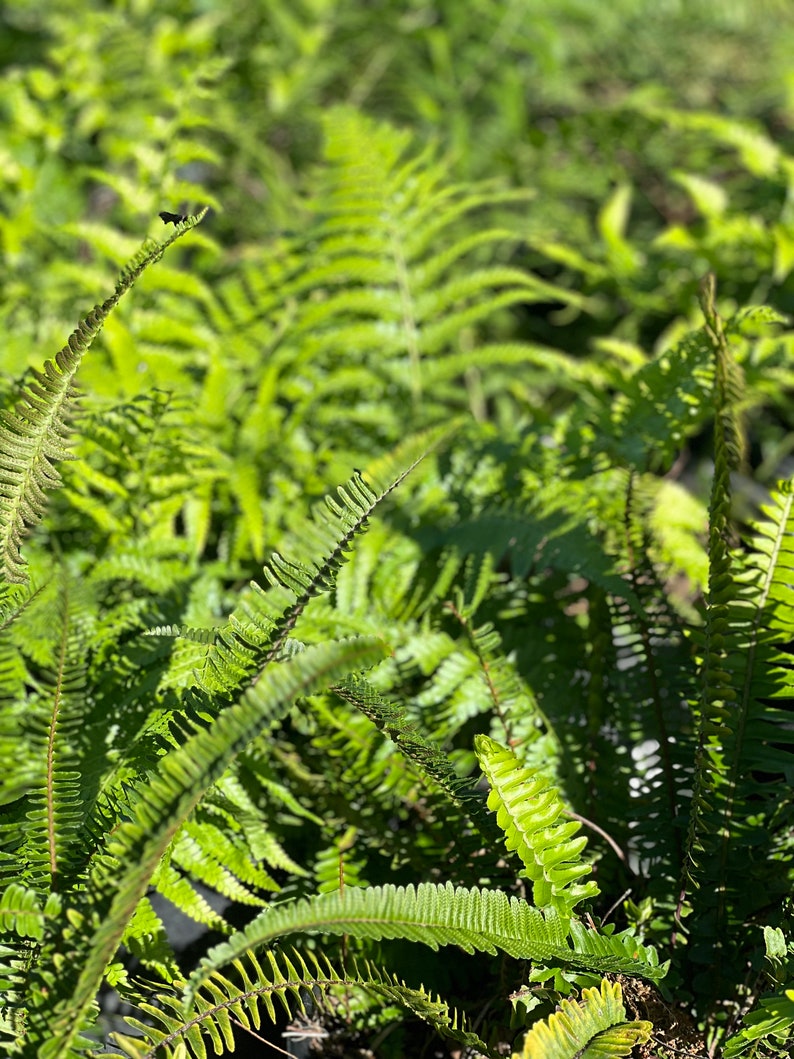 Australian Tree Fern Alsophila Australis Large 5 Gallon Size Etsy
