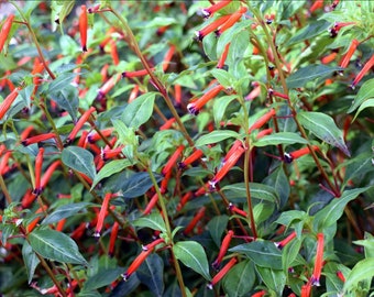 Cuphea Ignea Cigar Plant One Gallon