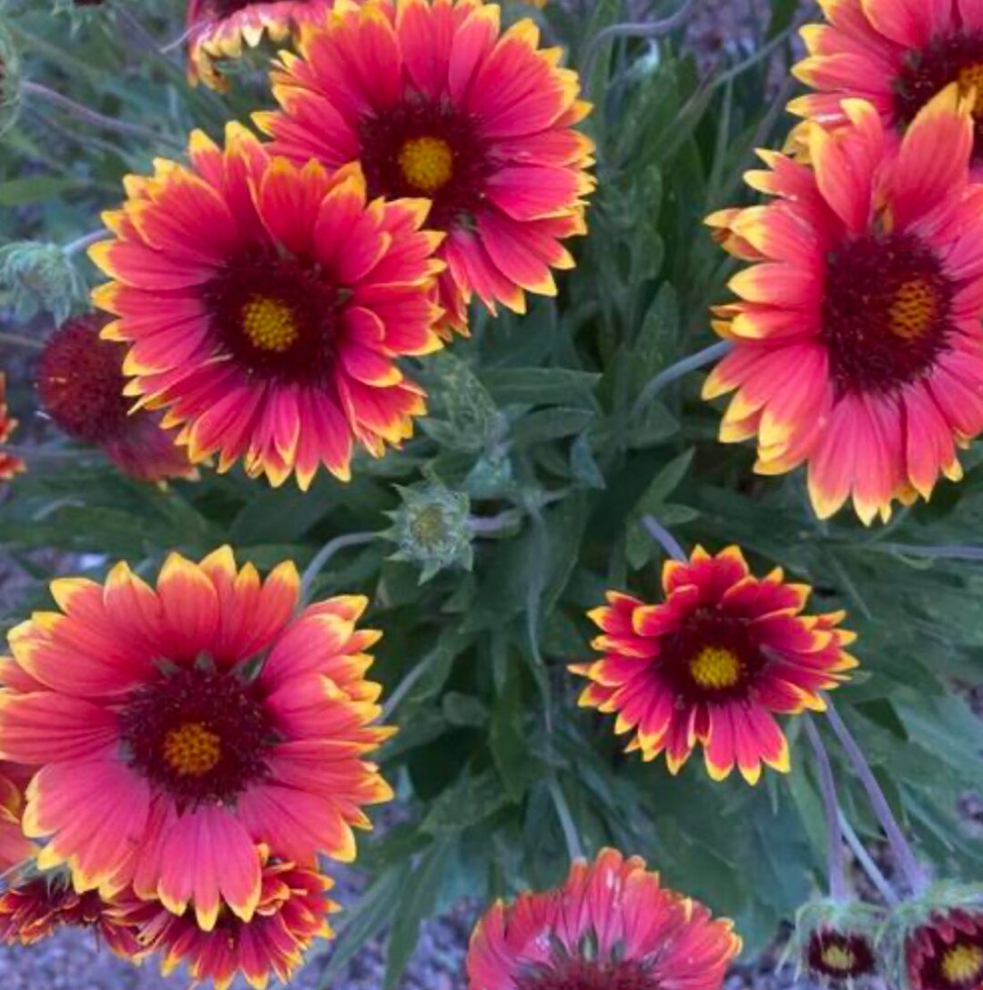 Gaillardia Aristata Spintop Red Blanket Flower Etsy