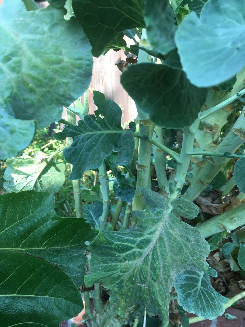 Two Fresh Perennial Green Tree Collard Cuttings Etsy
