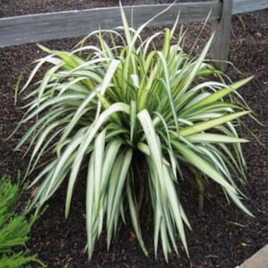 Phormium X Yellow Wave New Zealand Flax Plant One Gallon