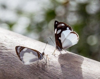 Butterfly Photography Print, Iguazu Falls, Argentina