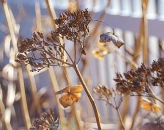 Winter Flower Photography Print, Golden Light Wall Art
