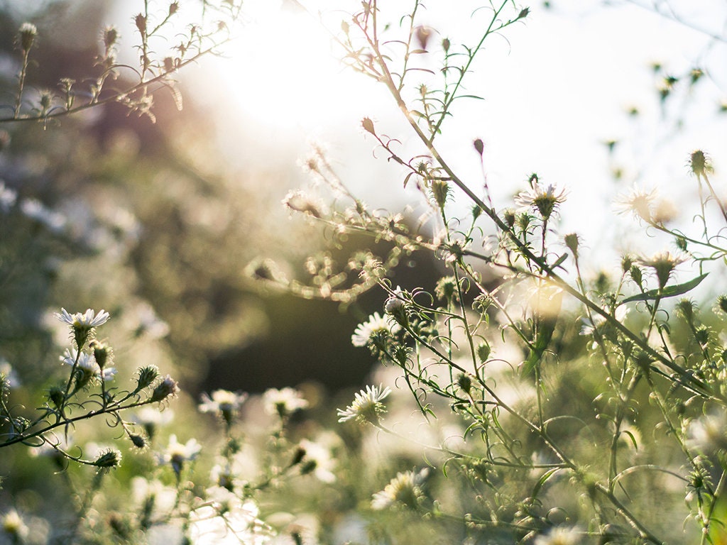 Bureaubladachtergrond herfsttuin, natuurfotografie (digitale download) -  Etsy België, image size:1024x768