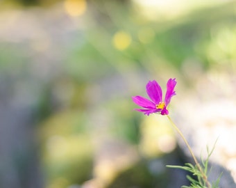 Pink Cosmos Flower Photography Print, Italy Alpine Garden Wall Art