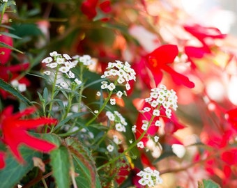 Swiss Floral Wall Art Print, Festive Home Decor