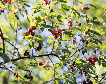 Rosehip Tree Art Print: Switzerland Nature Photography, Green Wall Decor