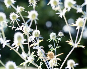 Alpine Garden Flower Photography Print, Italy Nature Wall Art
