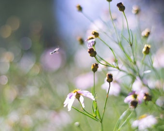 Italian Garden Flower Photography Print, Alpine Floral Wall Art