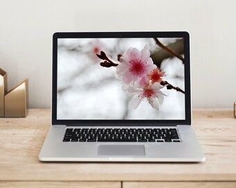 Cherry Blossoms Desktop Wallpaper, Pink Flower Photo (Digital Download)