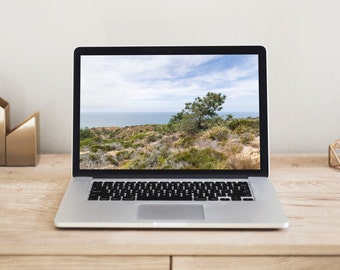 Torrey Pine Tree Desktop Wallpaper | California Coast Nature Photography (Digital Download)