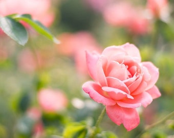 Pink Rose Art Print, Dreamy Floral Photography, Switzerland