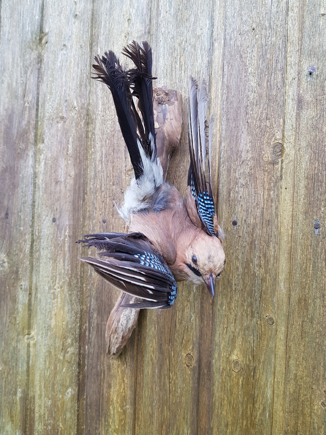 Old Bird Preparation Taxidermy Stuffed Wild Bird Taxidermy School ...