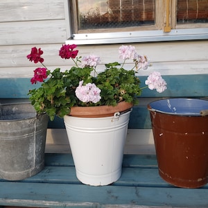 May include: Three galvanized metal buckets with a blue wooden bench in the background. The buckets are used as planters for pink and red geraniums.