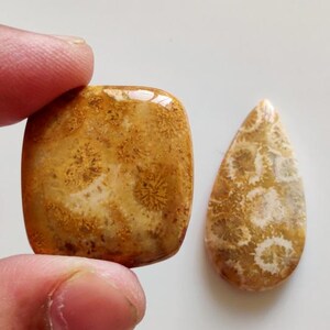fossil coral cabochon gemstone 53Ct high quality natural fossil coral loose gemstone pendant size 2pcs lot fossil coral jewelry