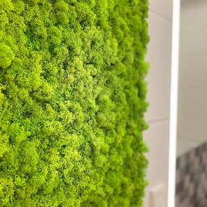 May include: A close-up of a wall covered in bright green moss. The moss has a dense, textured appearance, with many small, interconnected structures. The color is consistent, creating a lush, natural aesthetic. The wall is part of an interior design.