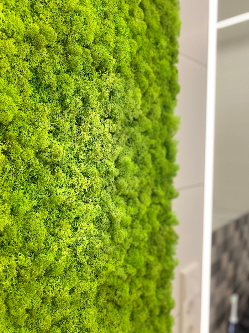 May include: A close-up of a wall covered in bright green moss. The moss has a dense, textured appearance, with many small, interconnected structures. The color is consistent, creating a lush, natural aesthetic. The wall is part of an interior design.